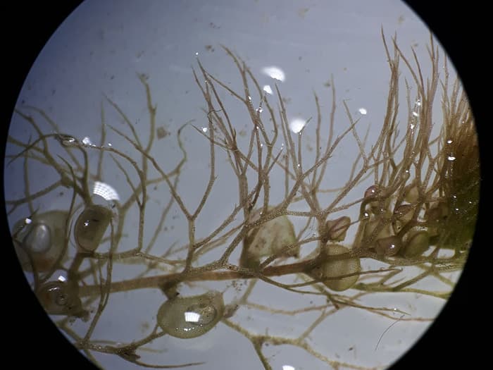 Microplongée en eau douce