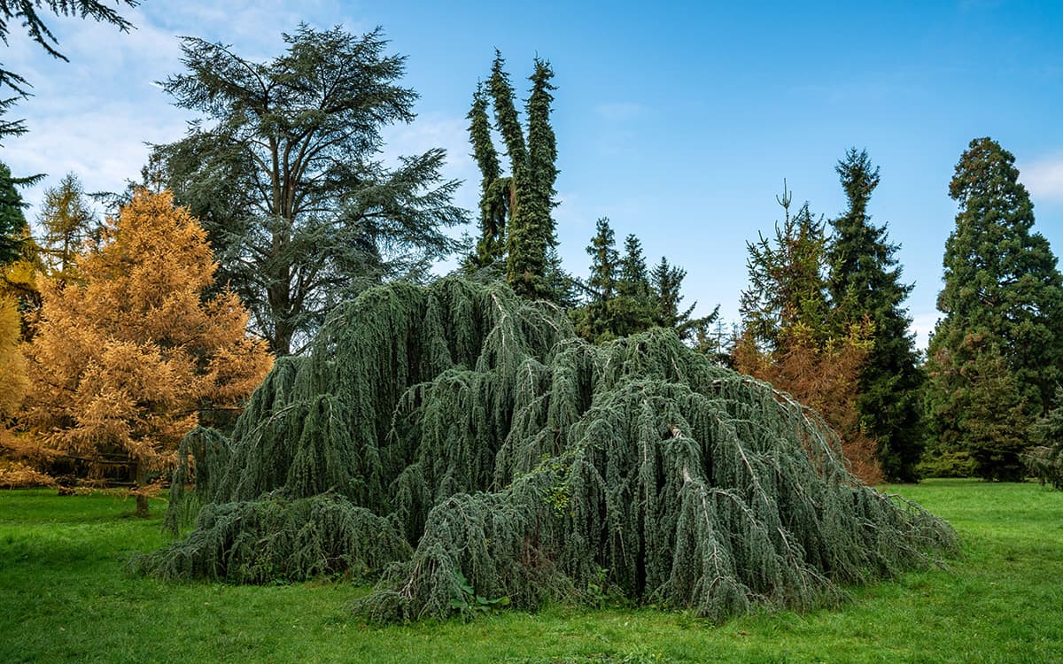 Rendez-vous aux jardins, à l'arboretum de Paris
