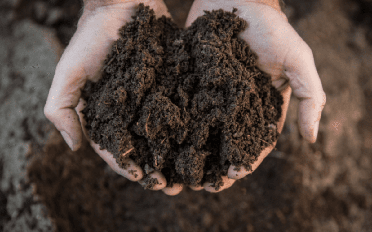 Sous nos pieds, tout un monde vivant !