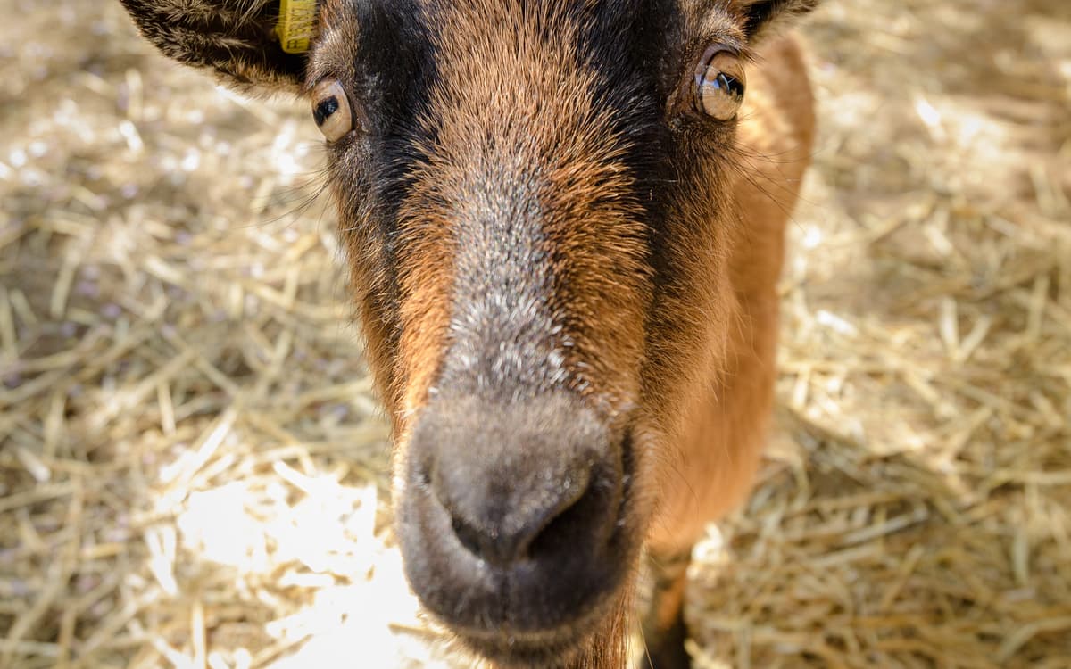 Les animaux de la ferme pédagogique René-Binet dans le 18e arrondissement