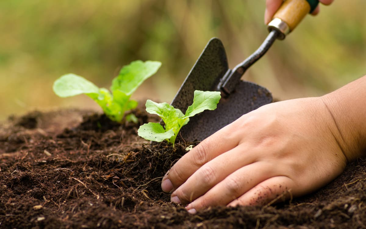 Découverte de la pratique de la rotation des cultures