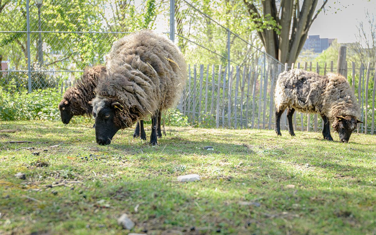La Fête de la laine - un week-end gratuit à La Villette