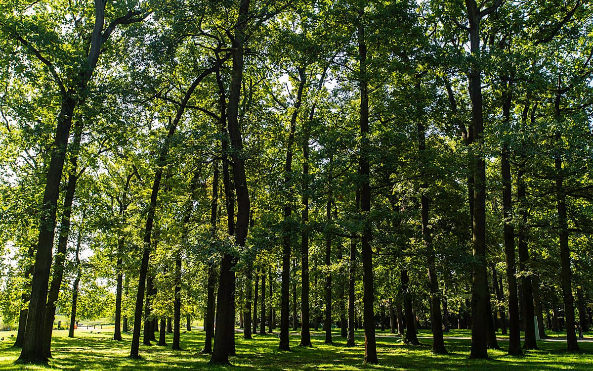 Visite forestière au Bois de Vincennes