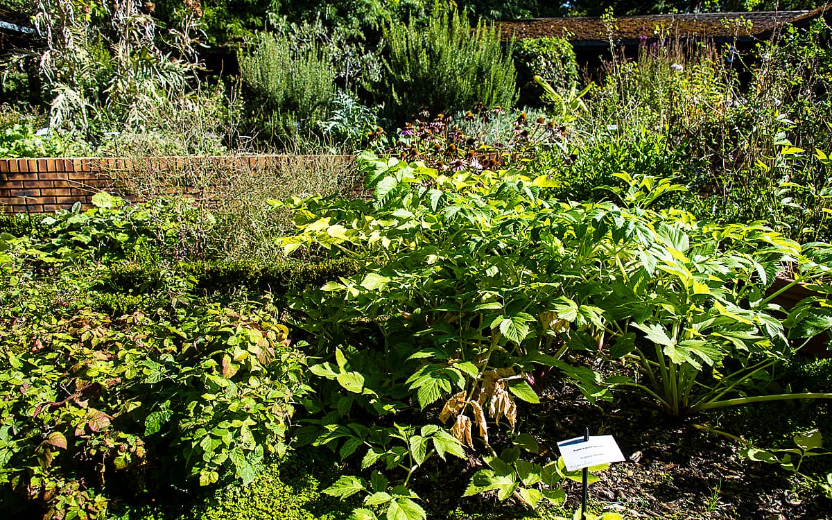 Balade botanique : plantes sauvages, comestibles et toxiques