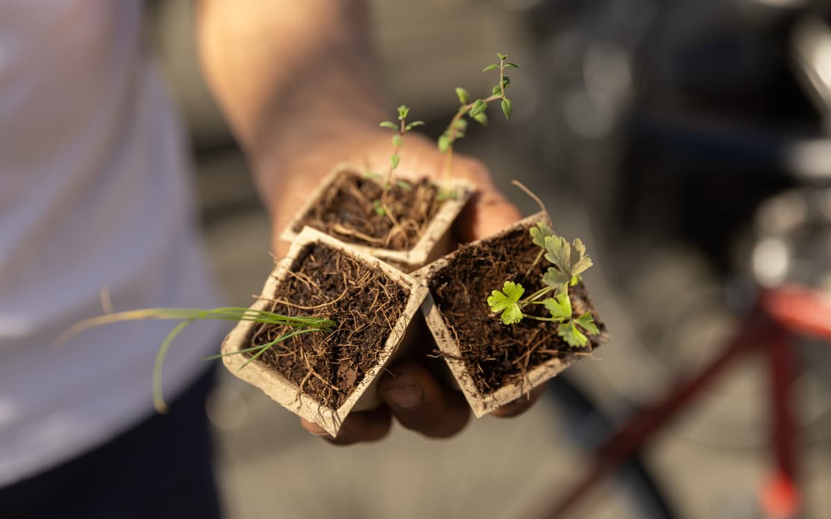 Paris Sème : venez fêter le printemps à l'Hôtel de Ville