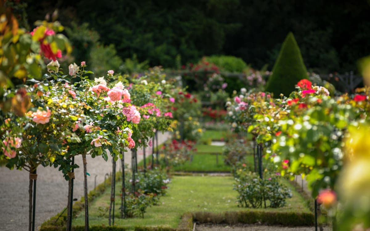 Le Week-end de la rose à Bagatelle