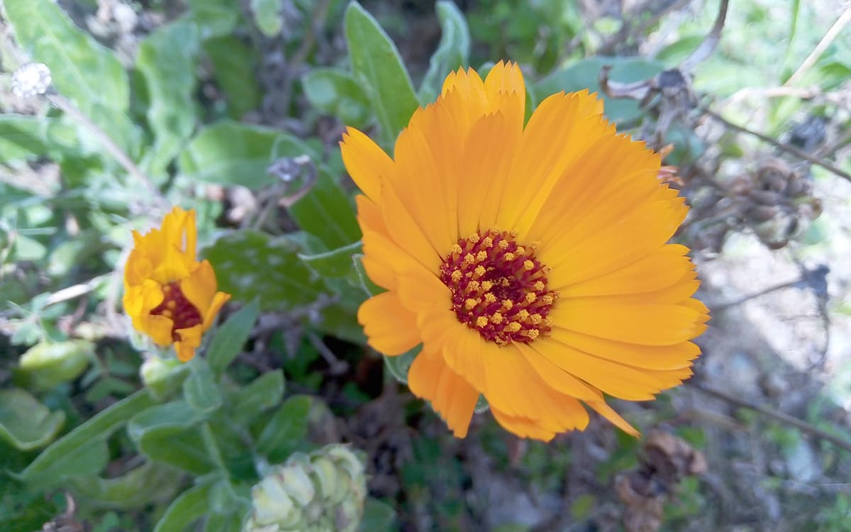 Une plante et ses usages : Le calendula et ses fleurs