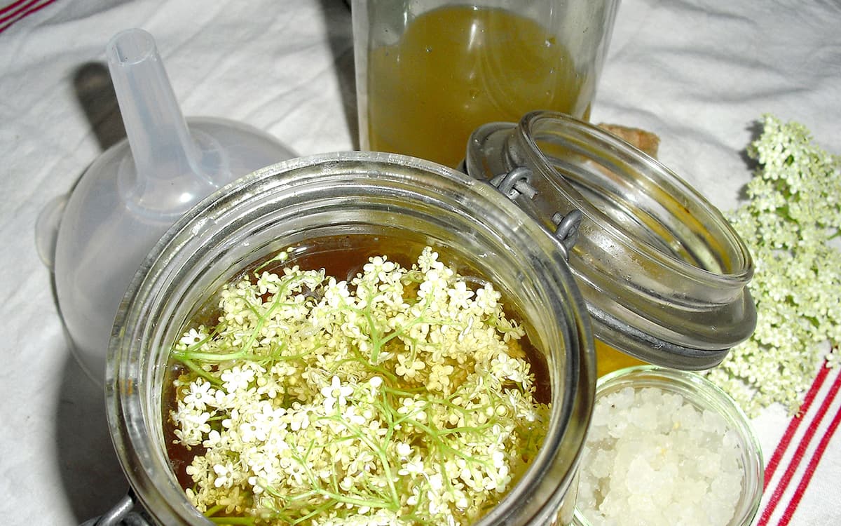 Une plante et ses usages : Le sureau et ses corymbes de fleurs