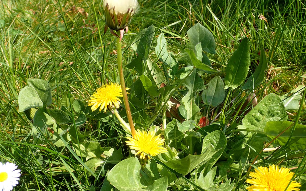 Une plante et ses usages : Le pissenlit, ses boutons et ses jeunes feuilles
