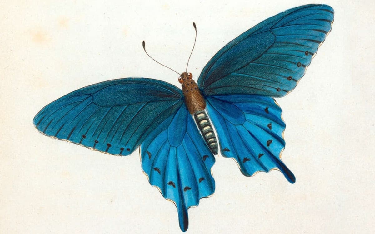 L'Heure musicale : araignées & insectes