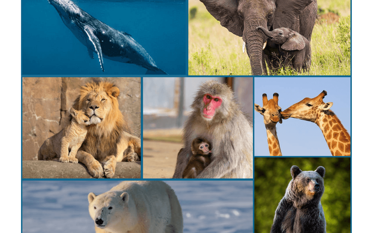 Atelier ludique et créatif "Les grands mammifères"