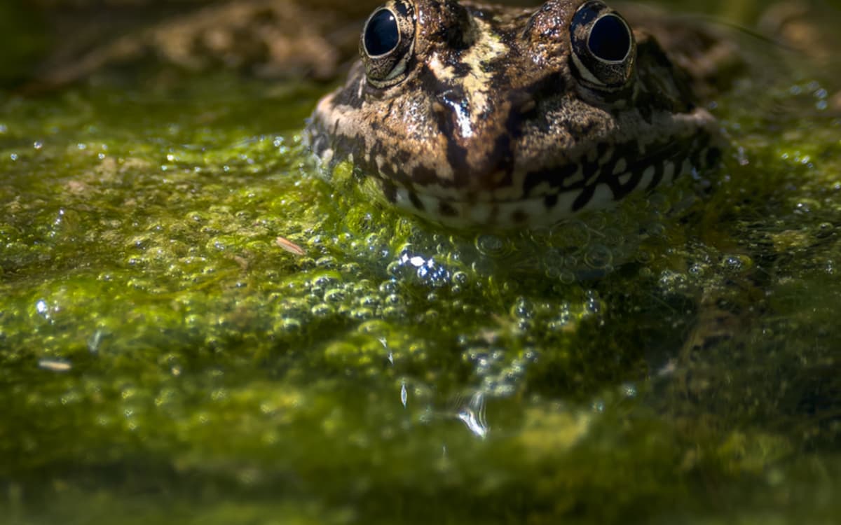 Le printemps des amphibiens