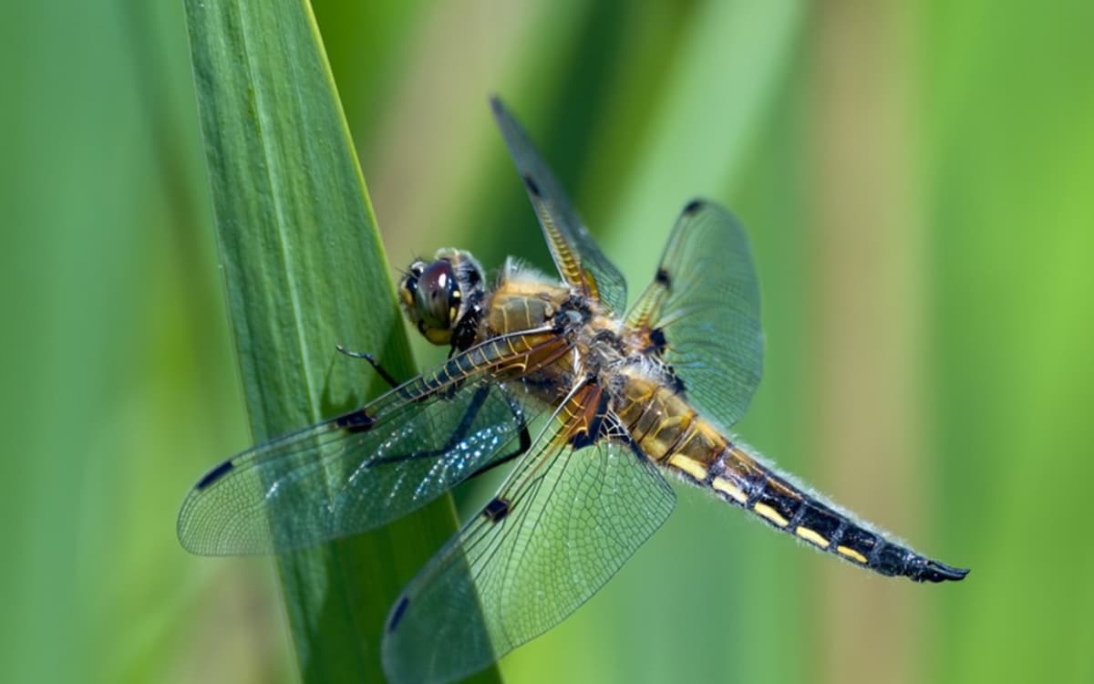 Suivi Temporel des Libellules