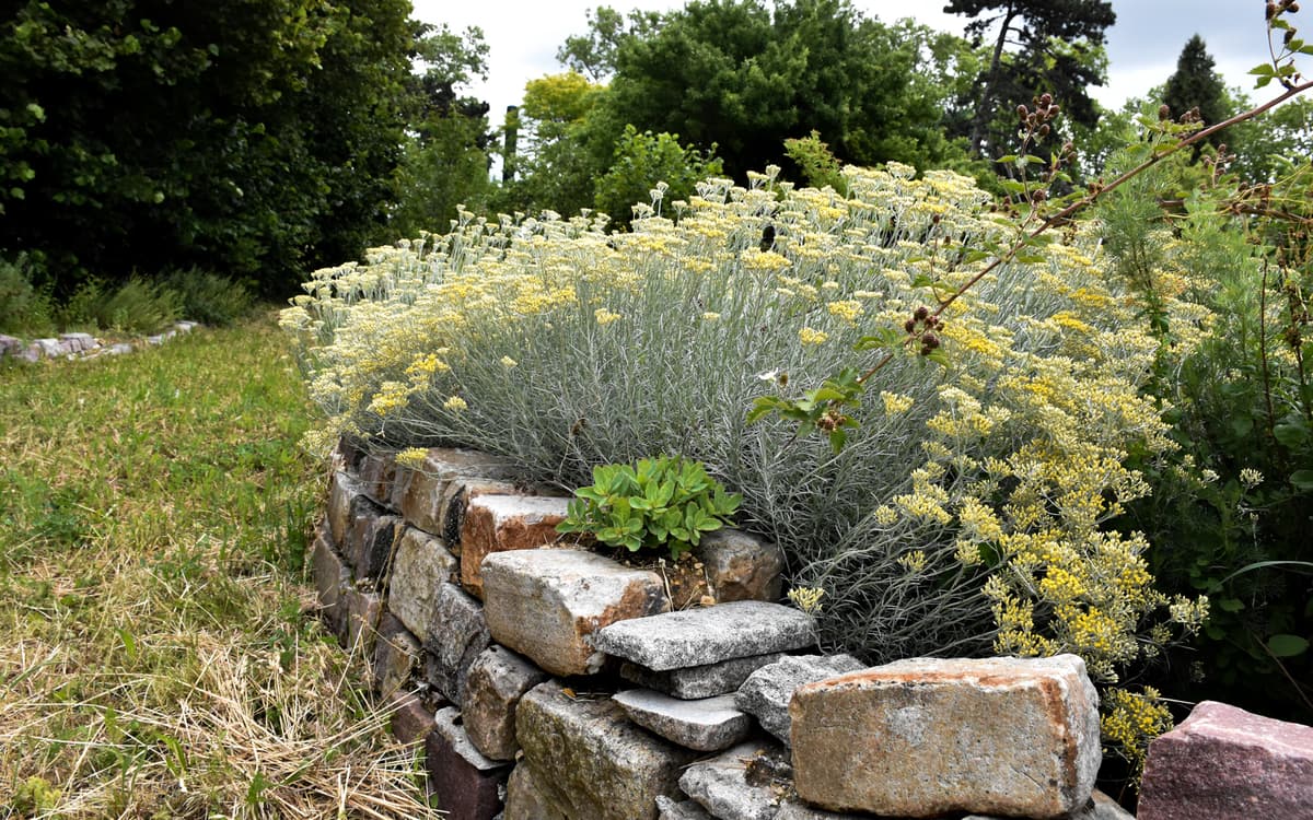 Stand dévouverte des herbes aromatiques