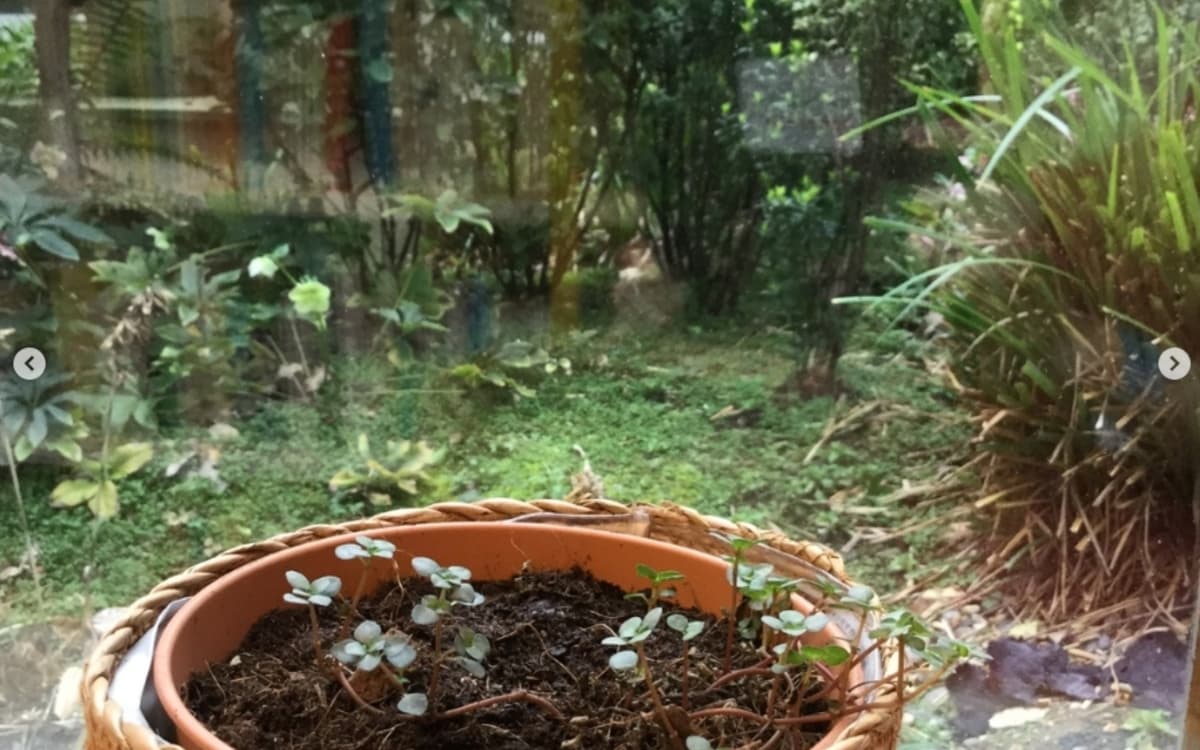 Atelier : végétaliser la bibliothèque !