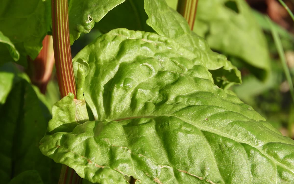 Atelier : que faire avec les fruits et légumes de saison