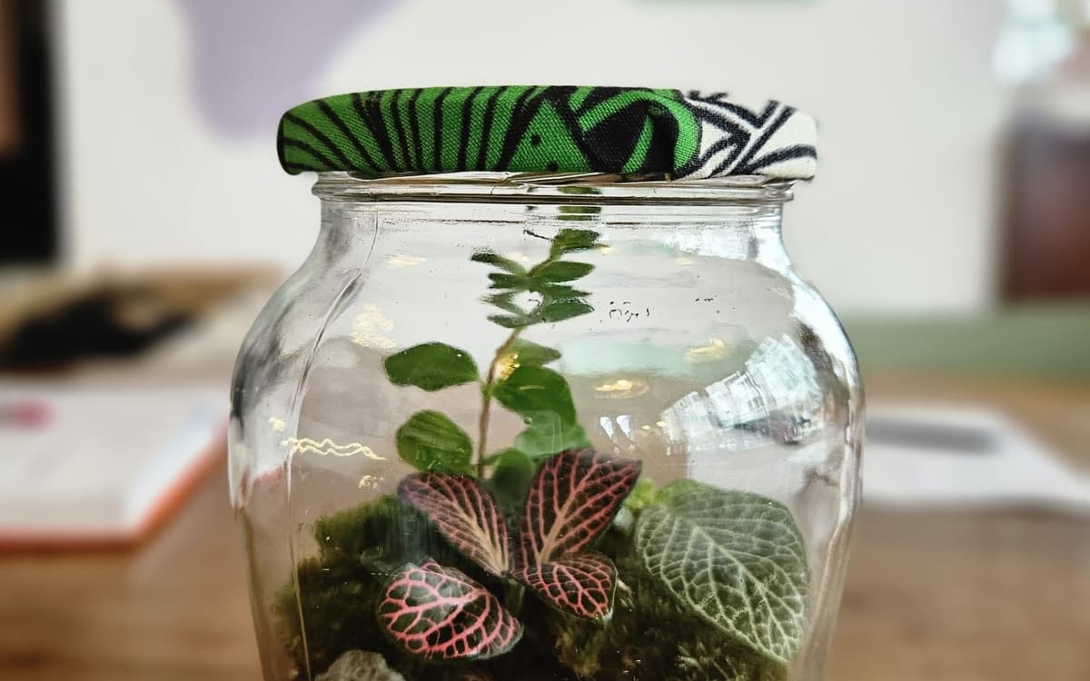 Atelier terrarium - bocal recyclé