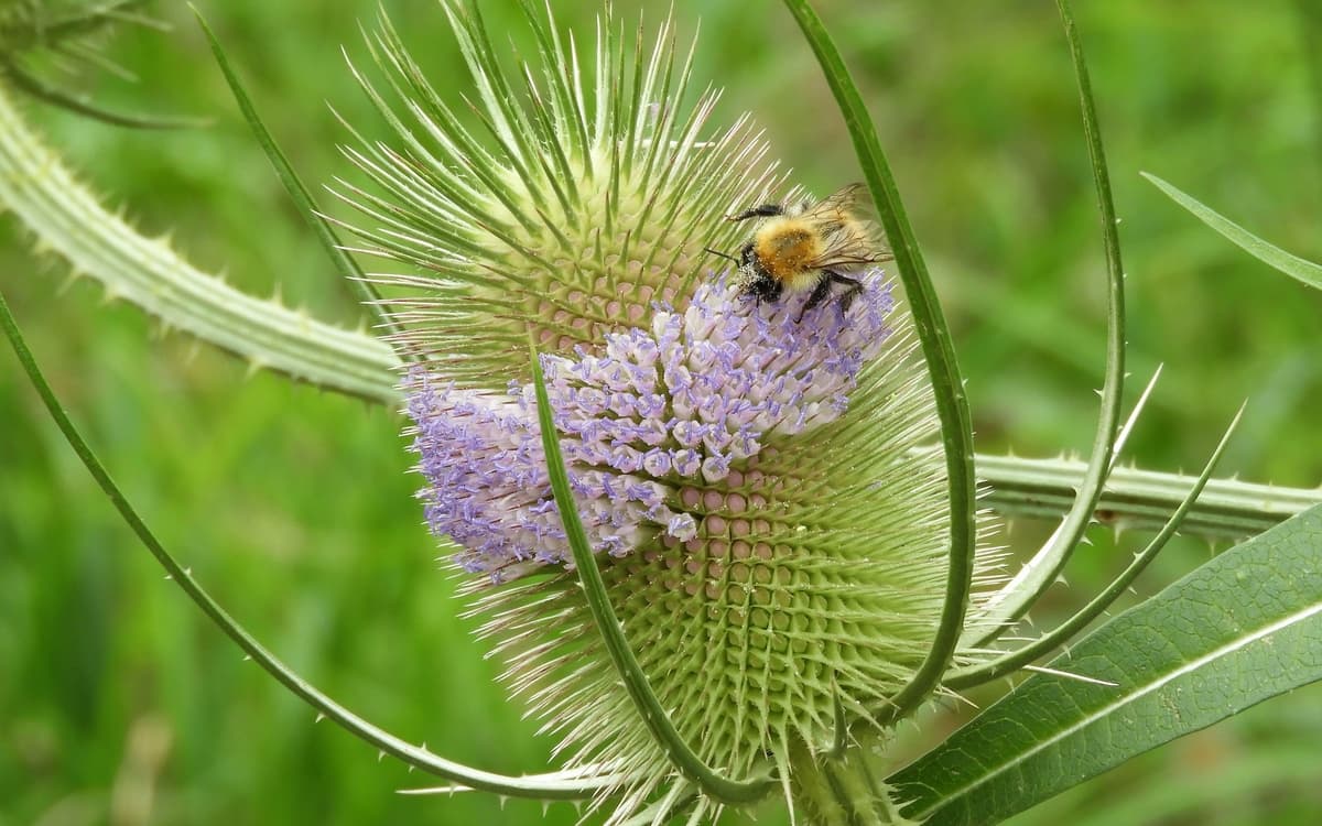 A l'occasion de la Fête de la Nature, à la rencontre du vivant : exploration du potager !