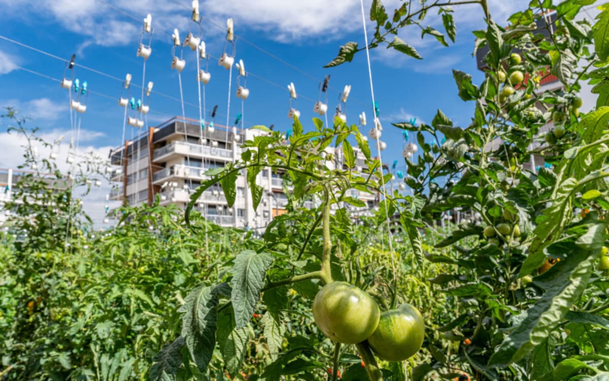 Les 48h de l'agriculture urbaine : un festival d'animations vertes