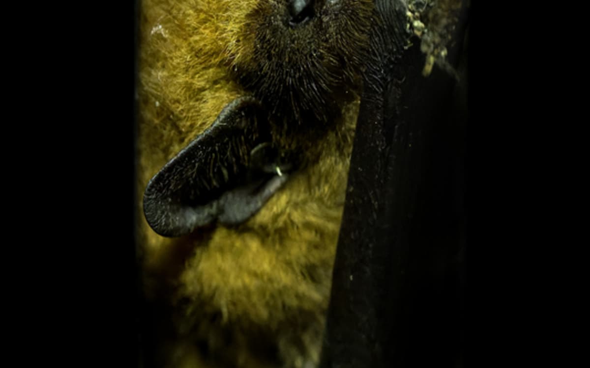 A l'écoute des chauves-souris