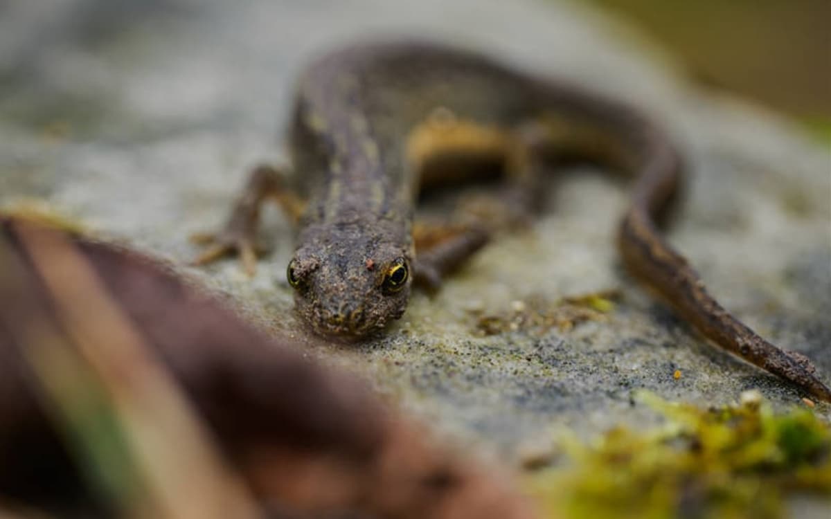 Le printemps des amphibiens