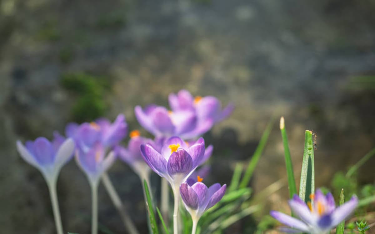 Lecture Nature : le printemps est là !