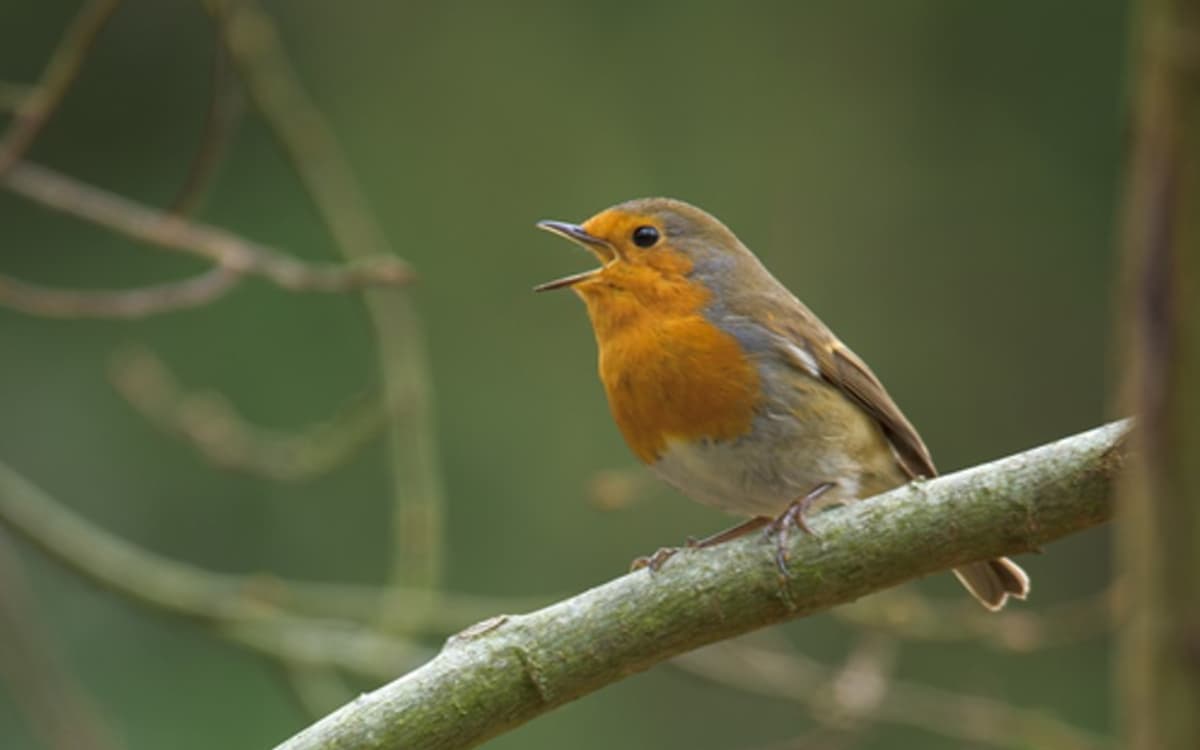 On révise les chants des oiseaux en visio !