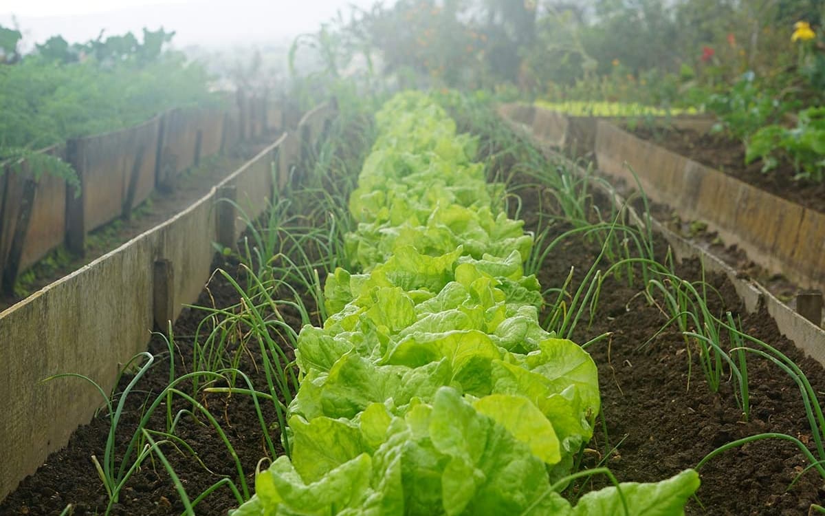 Quelles innovations agricoles pour répondre à la crise écologique ?
