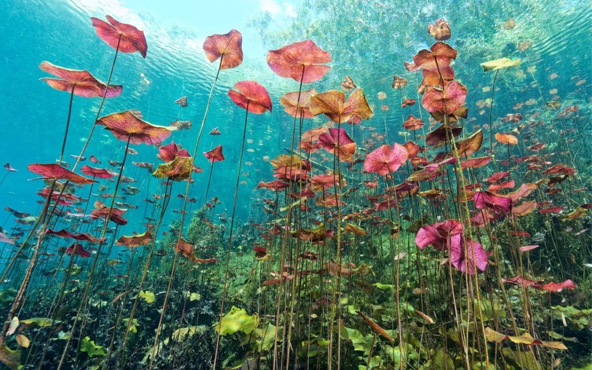 Exposition photos : "Couleurs sous-marines"
