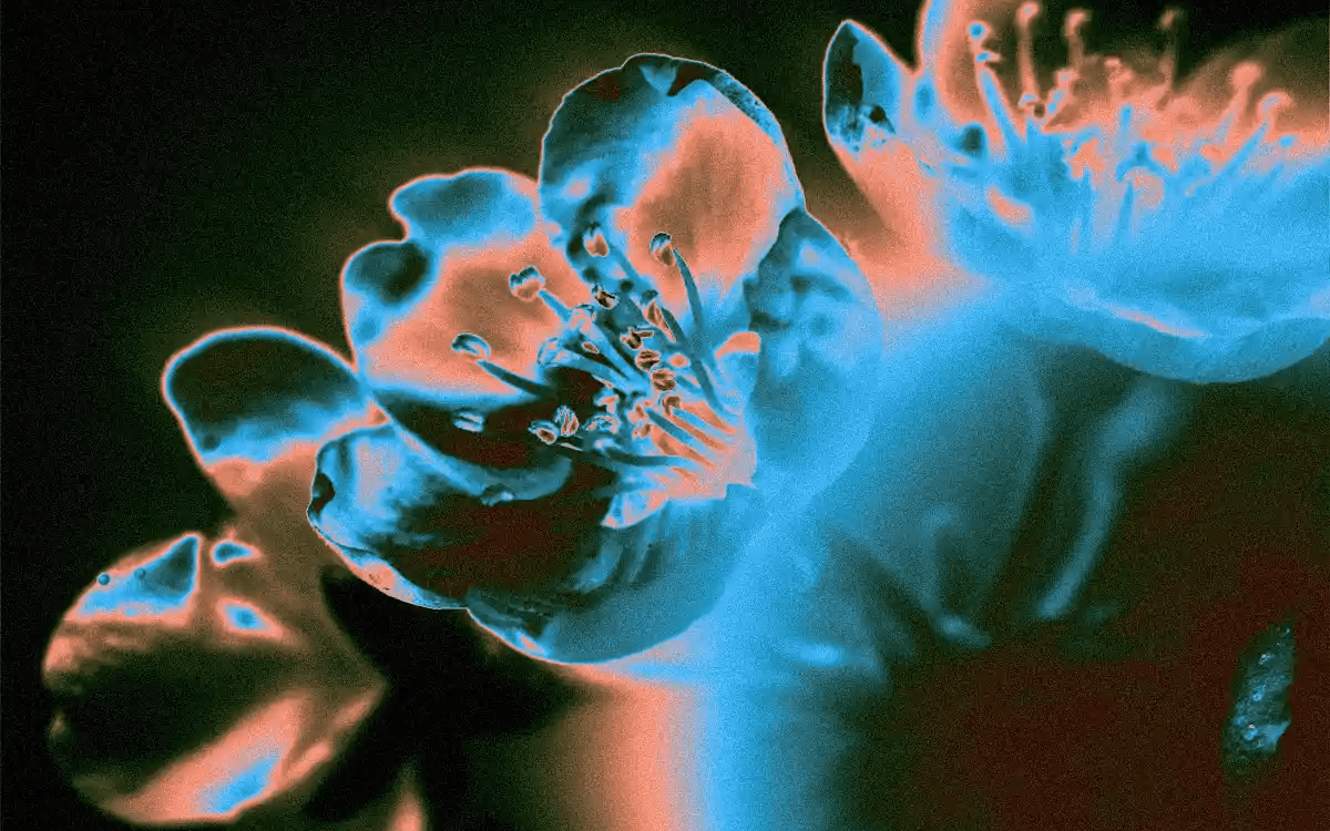 Distraction / Fantasia Malware / Nuit blanche - Jardin des Traverses
