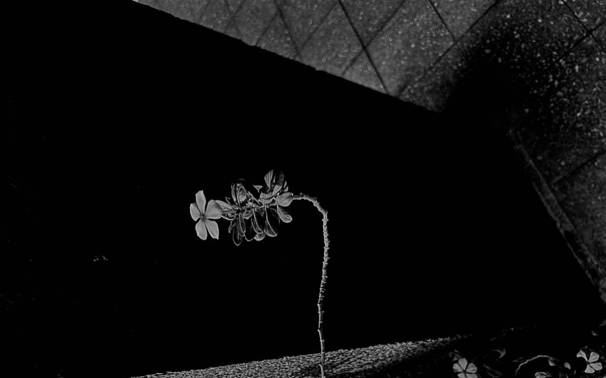 PROJET COLLECTIF TRANSDISCIPLINAIRE / ORA