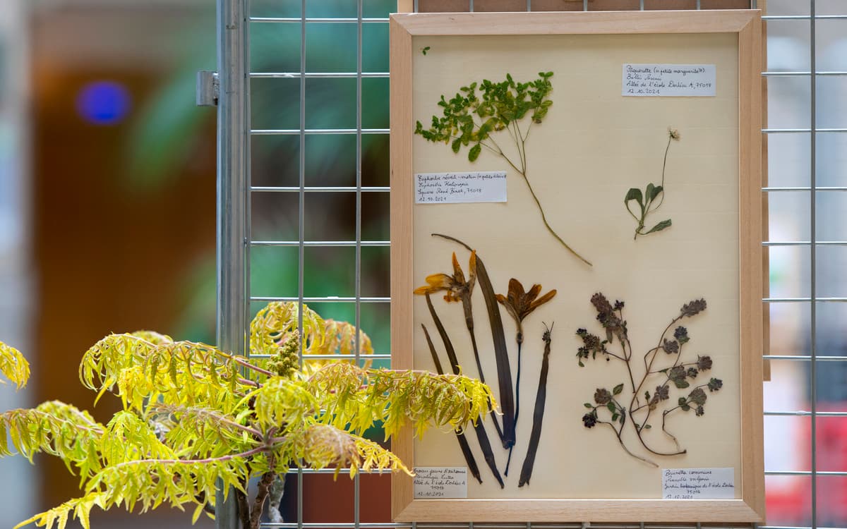 Exposition Les Herbiers en herbes