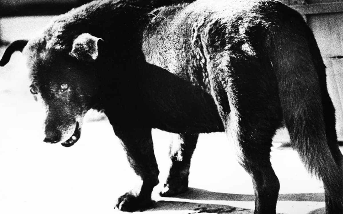 Daido Moriyama - Lettres d'amour à la photographie / Nuits Balnéaires - Eboro