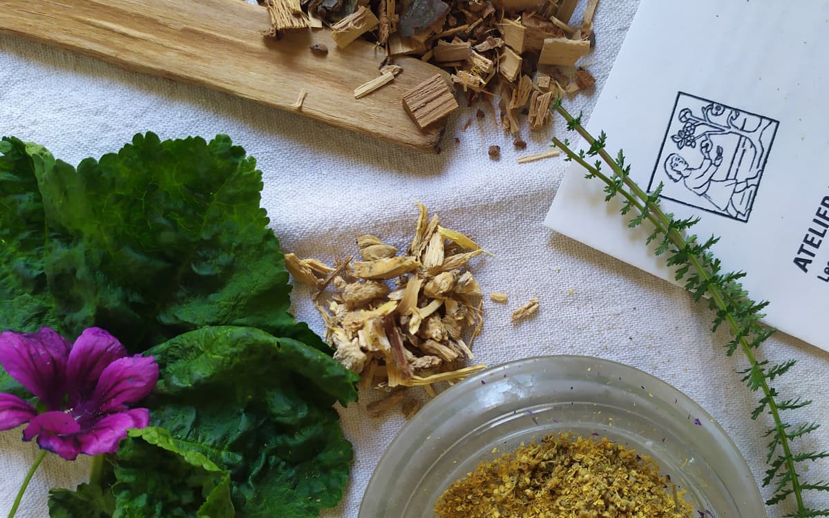Atelier plantes médicinales