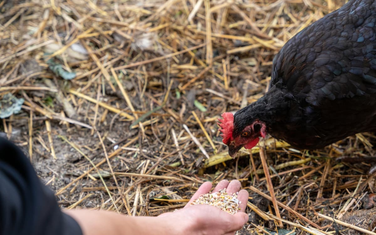 Soigneur d'un jour à la ferme pédagogique René Binet (18e)