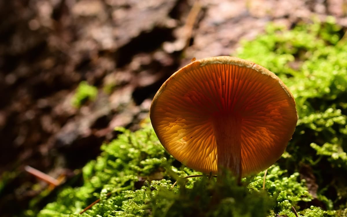 "1 chercheur 1 manip". Biopile, carbone et champignon !