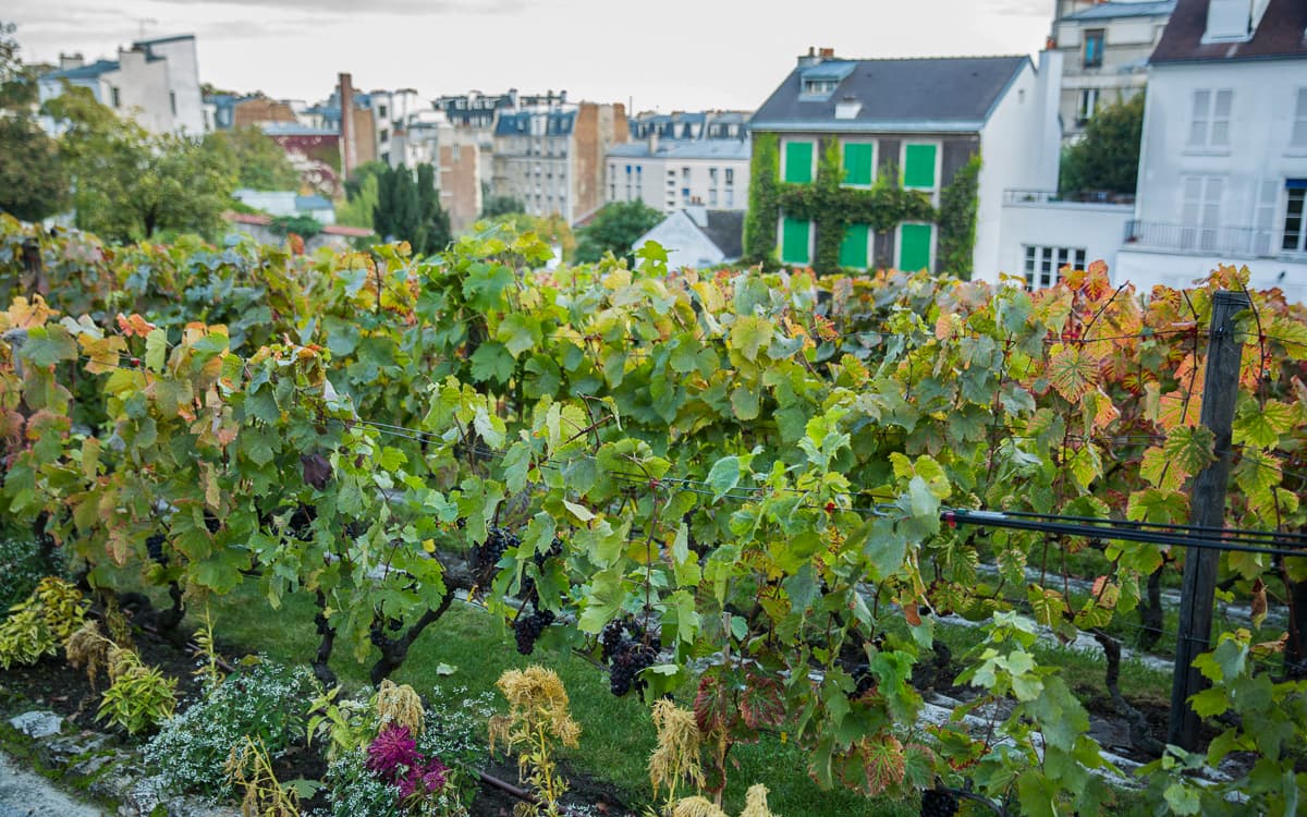 Le programme de la Fête des Vendanges de Montmartre 2026