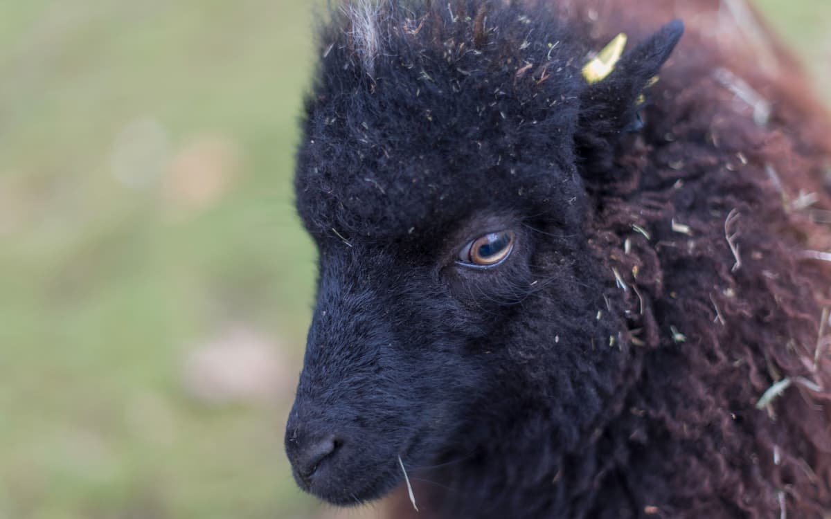 Journée de la tonte au parc Floral !