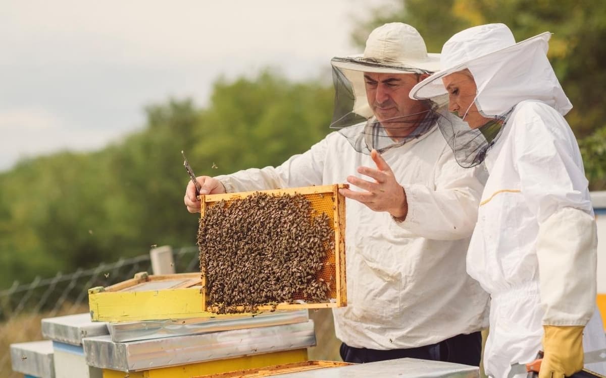 Découverte de l'apiculture et des abeilles sur le Mont-Valérien
