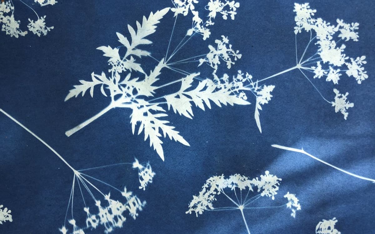 Atelier Cyanotype
