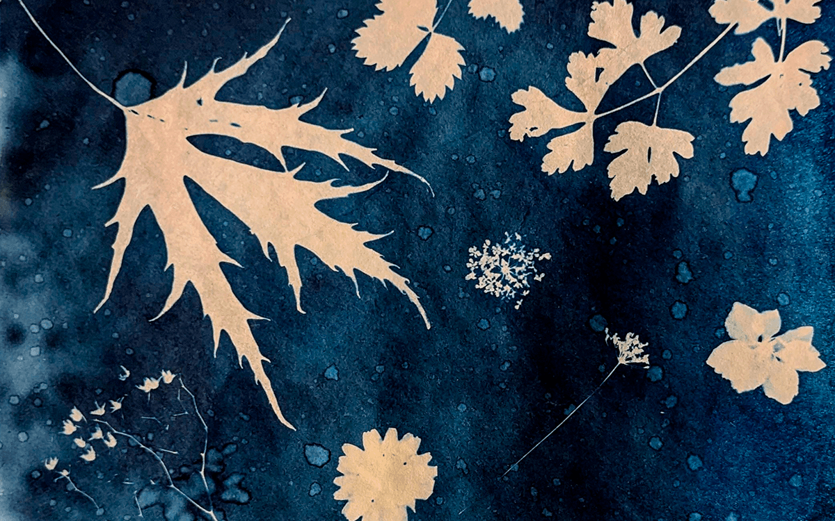 Atelier de cyanotype