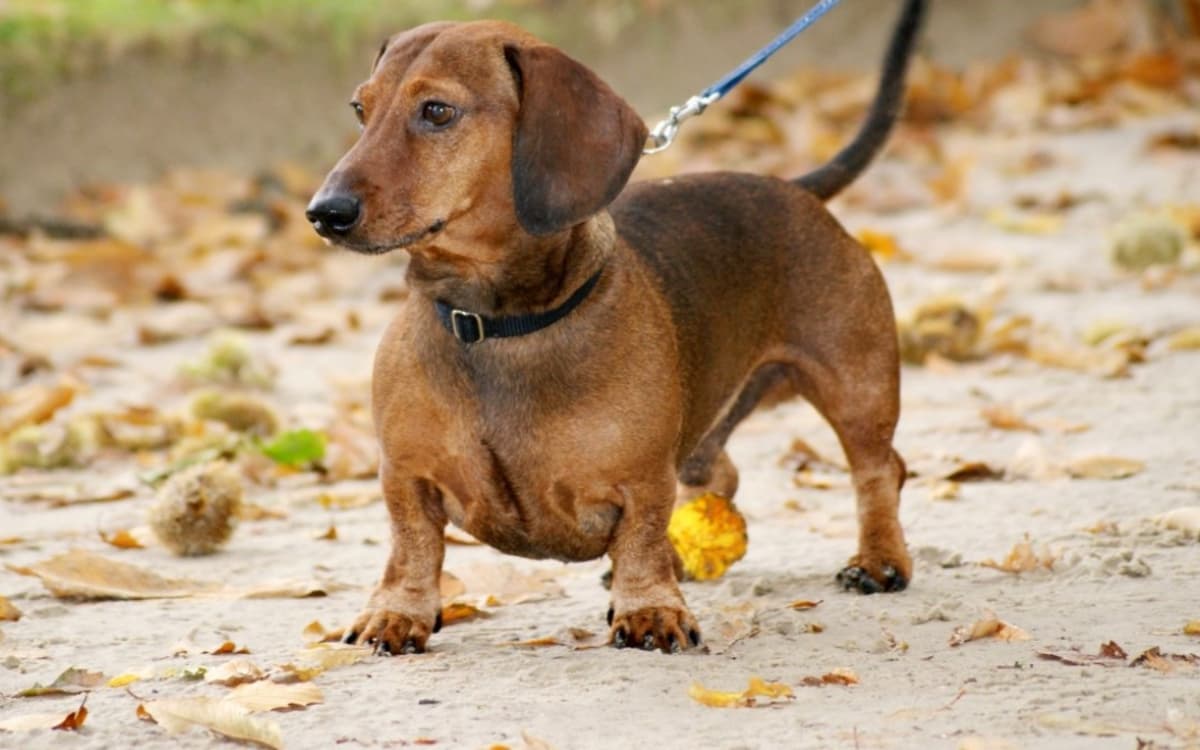 Paris Sausage Walk 2026 : la grande marche des teckels