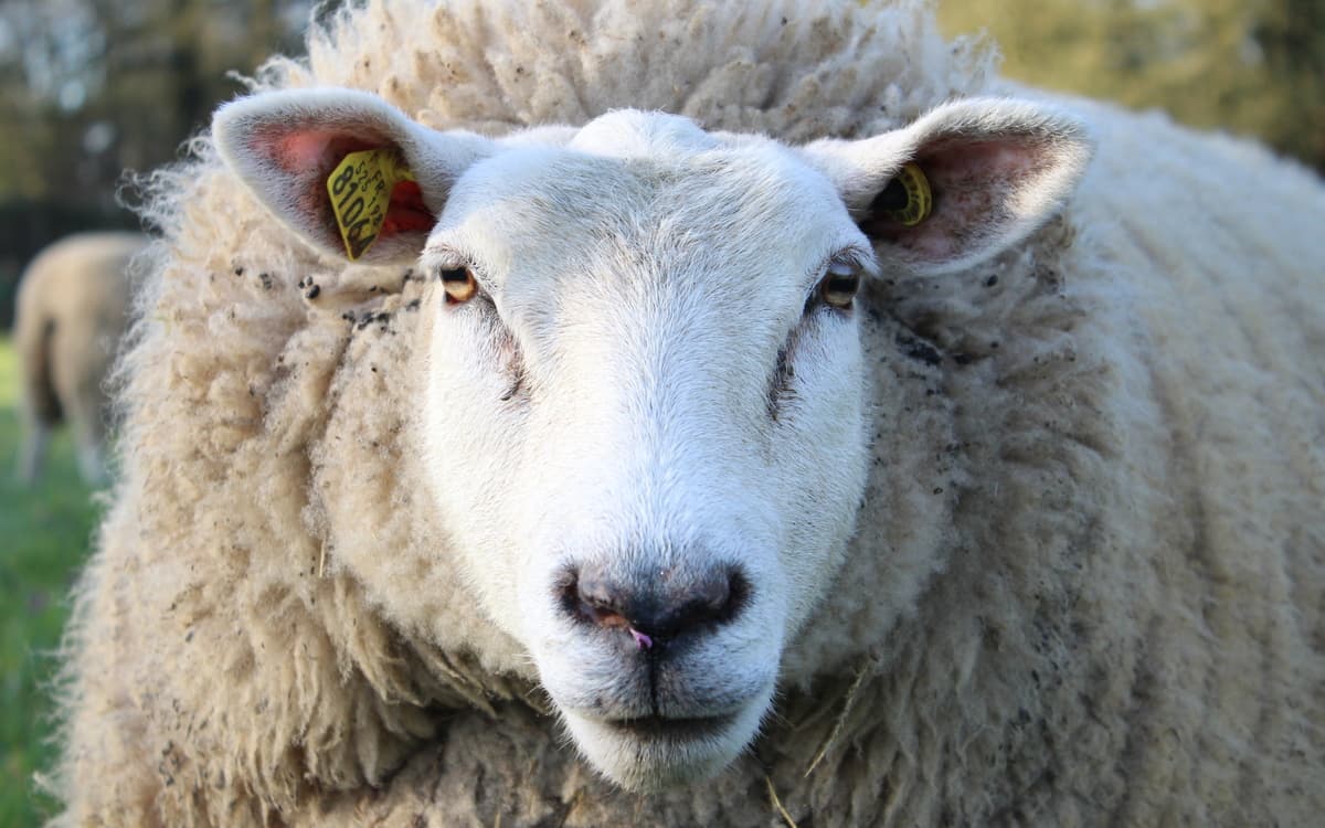 Journée de la tonte à la ferme René Binet!