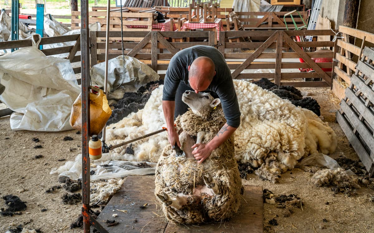 Journée de la tonte à la Ferme de Paris !