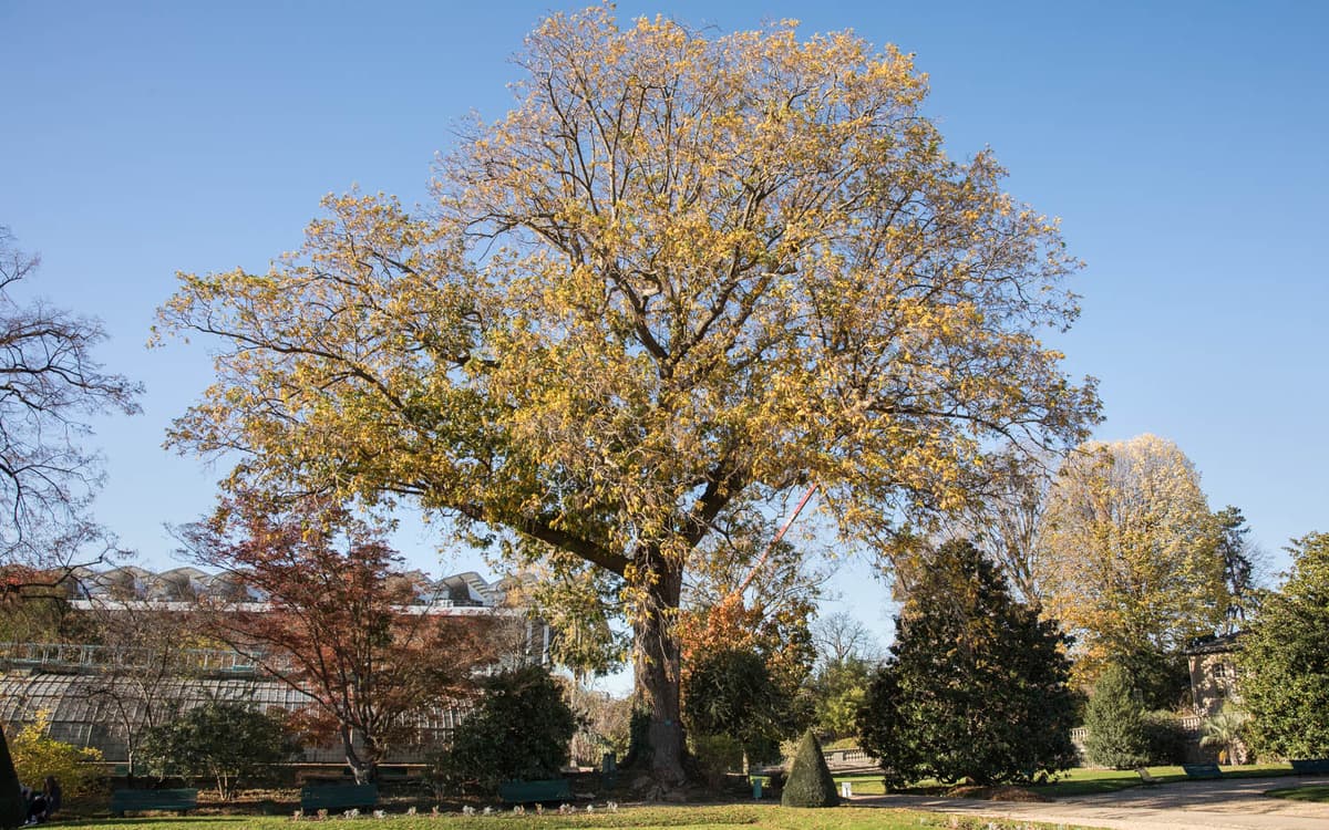 Conférence : Les arbres remarquables de Paris