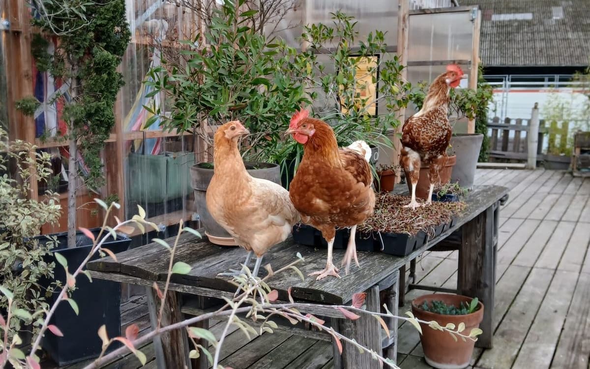 Animation Eclosion d'œufs