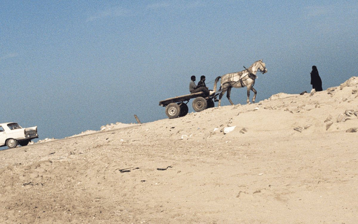 Présentation d'ouvrage : Les Pins de Rechmaya, Lettres de Palestine et d'ailleurs