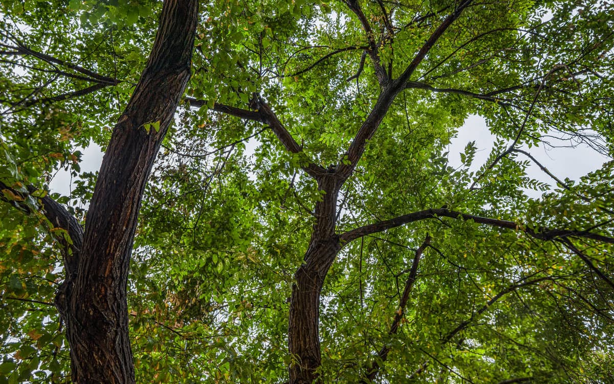 Lecture Nature : le Monde de l'Arbre