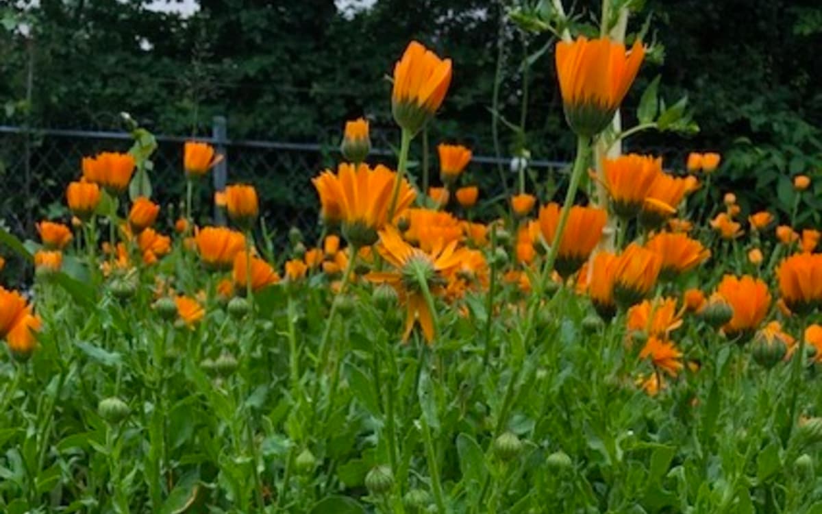 À la découverte du souci au Jardin Charbon Vert