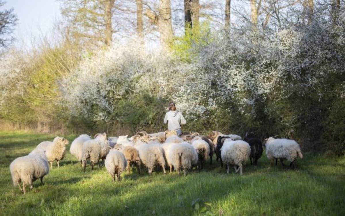 Exposition visuelle et sonore : À la rencontre de l’élevage paysan francilien